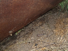 Malibu zonata 1