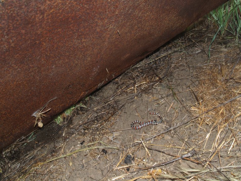 Malibu zonata 1