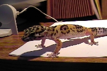 Gex