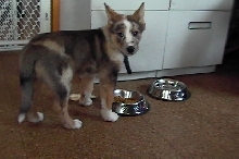 Loki