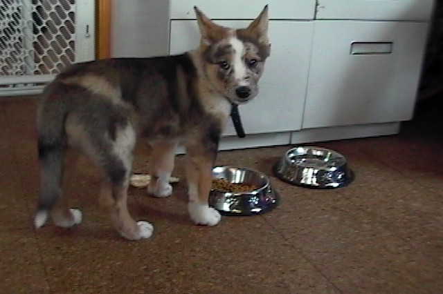 Loki