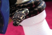 hatchling JCP