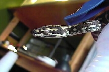 hatchling JCP