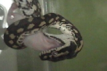 JCP eating fuzzie