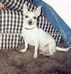 My Chi Baby