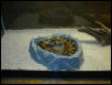 In the water bowl