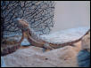 Lodi, male Bearded Dragon