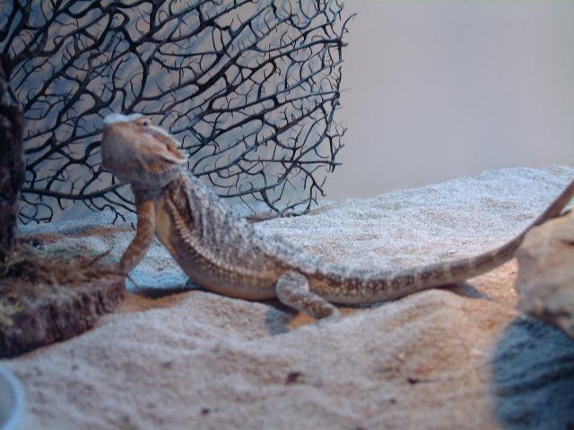 Lodi, male Bearded Dragon