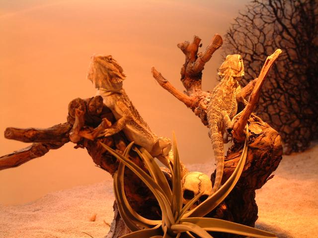 2 male beardies