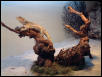 Lodi, male Bearded Dragon