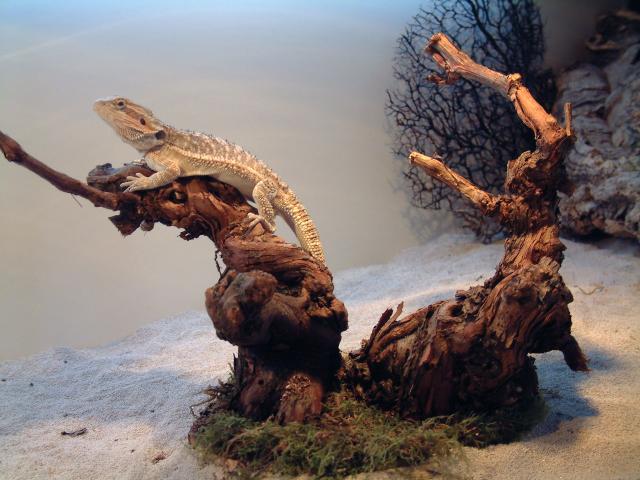 Lodi, male Bearded Dragon