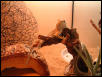 male beardie