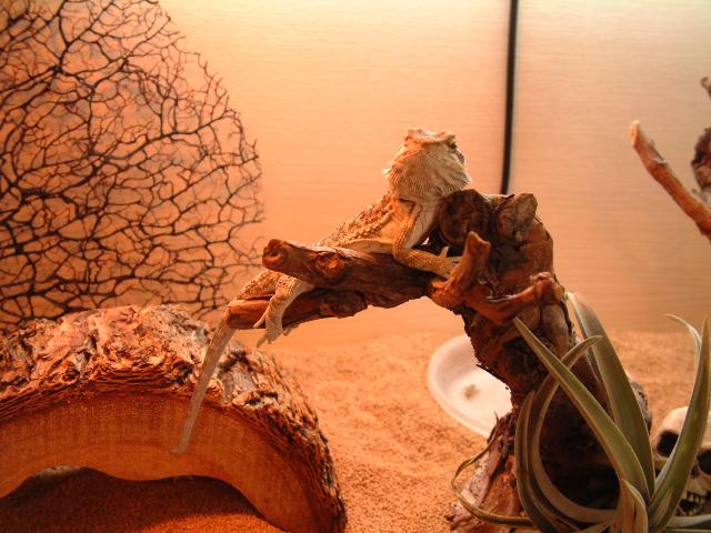 male beardie
