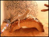 male beardie