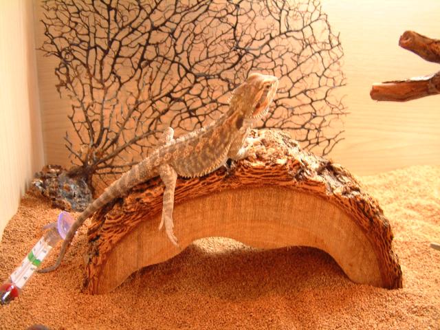 male beardie