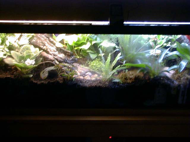 dart tank