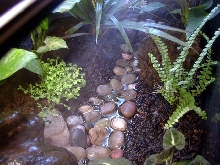stream