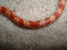 Amel