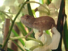 panther chameleon