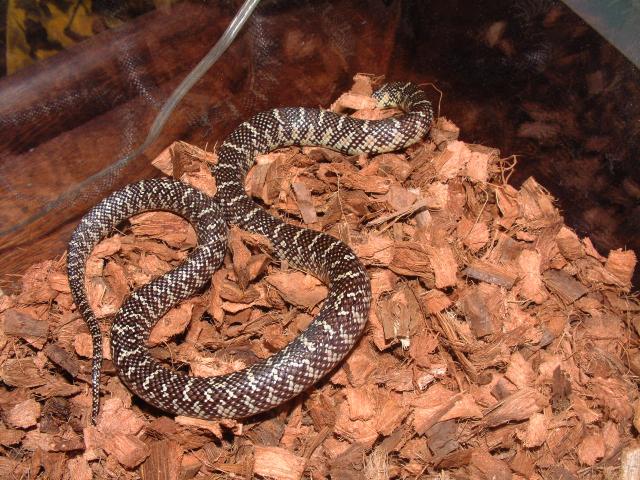 Female Brook's kingsnake