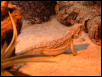 Lodi, male Bearded Dragon