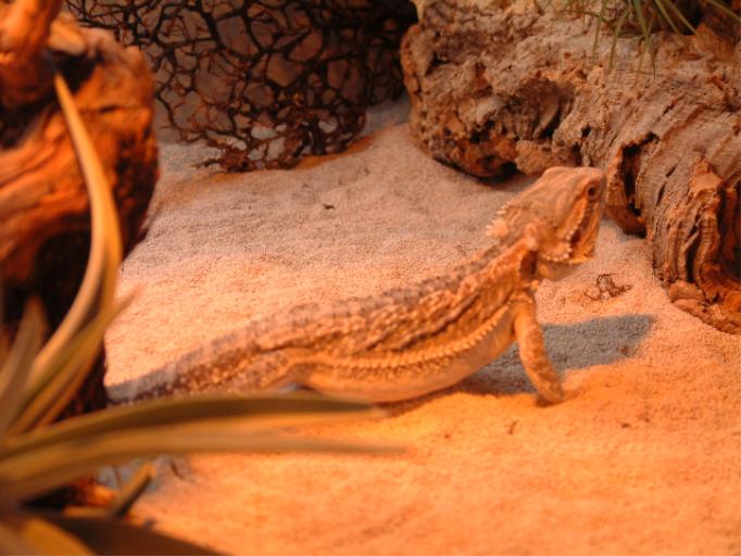 Lodi, male Bearded Dragon