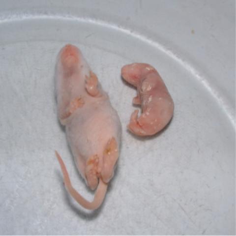 size comparison