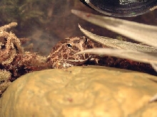 horned frog