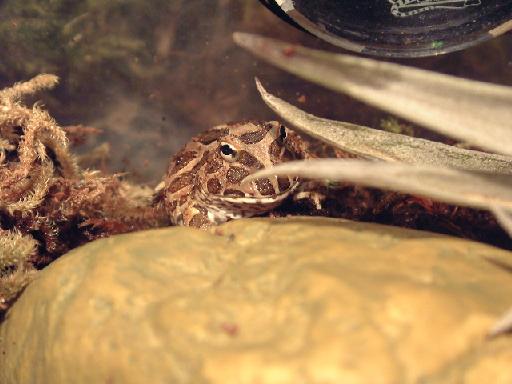 horned frog