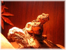 uromastyx geyri