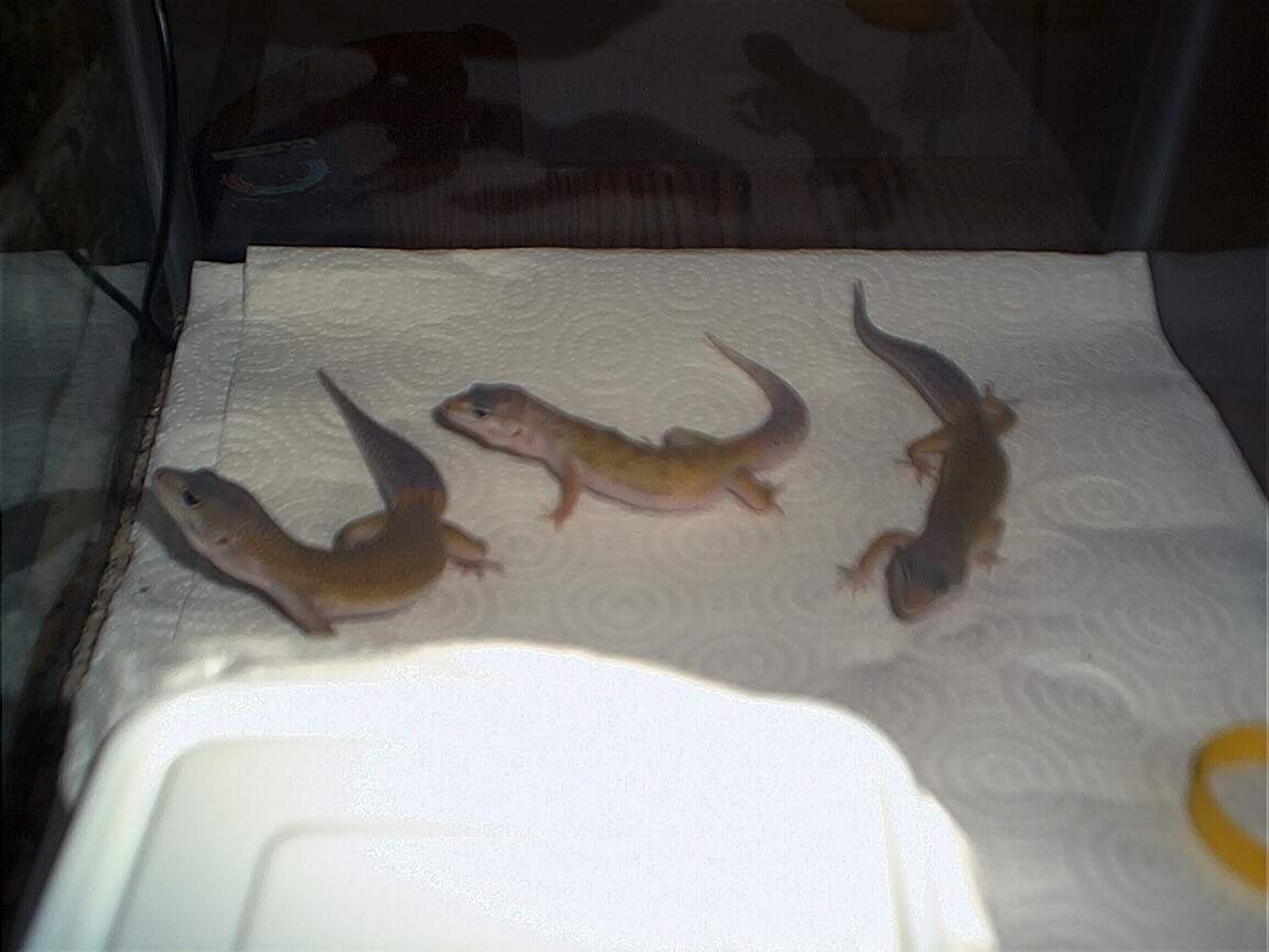 The Gang