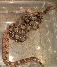 comparison