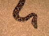 Dumeril's Boa - "Baby"
