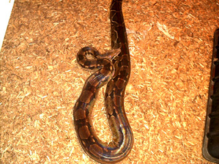 BCI - "Delilah"