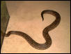 Argentine Boa - "Evita"