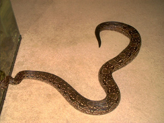 Argentine Boa - "Evita"