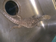 Savannah Monitor - "Fatboy"