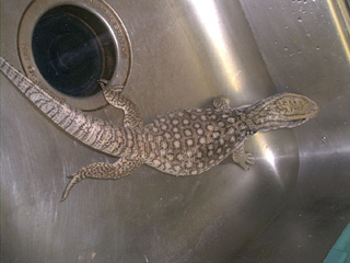 Savannah Monitor - "Fatboy"