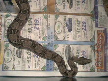 Argentine Boa - MLB