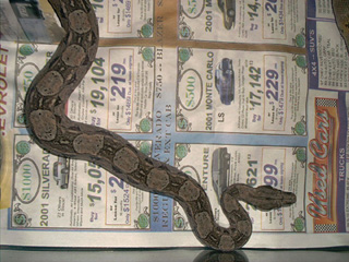 Argentine Boa - MLB
