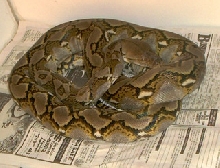 Reticulated Python - "Peewee"