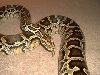 Burmese Python - "Reggie"