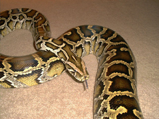 Burmese Python - "Reggie"