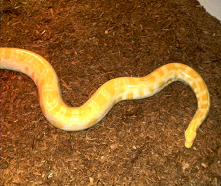 Albino Burmese - "Ruby"