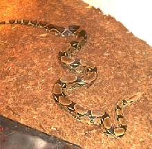 BCI - "Samson"