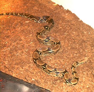 BCI - "Samson"
