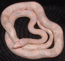 "Pink" Snow Corn