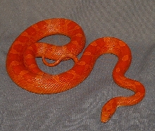 '02 Blood-red Corn