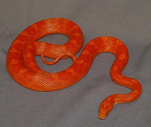 '02 Blood-red Corn