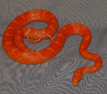 Blood-red Corn